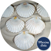 8558 - Polished Flat Scallop